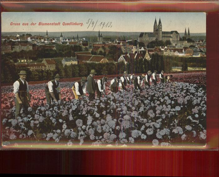 Quedlinburg Panorama Blumenfelder