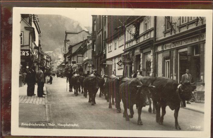 Friedrichroda Kuhherde in der Hauptstrasse beim Gang