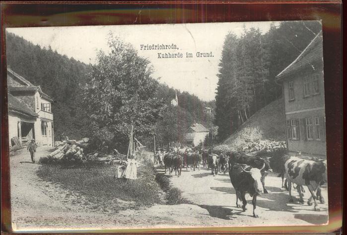 Friedrichroda Kuhherde im Grund