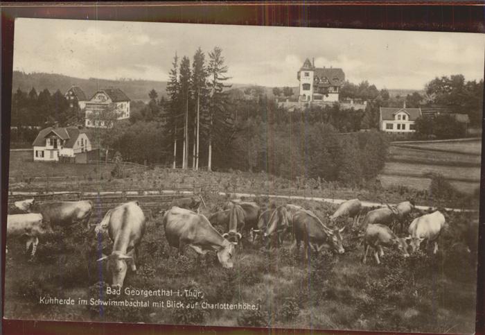 Georgenthal Schwimmbachtal Kuhherde Charlottenhöhe