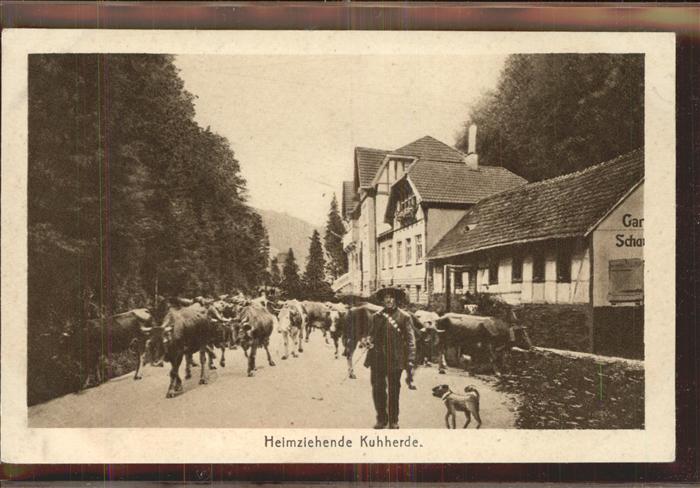 Friedrichroda Heimziehende Kuhherde
