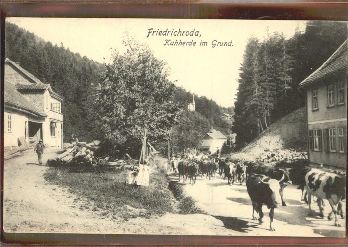 Friedrichroda Kuhherde im Grund