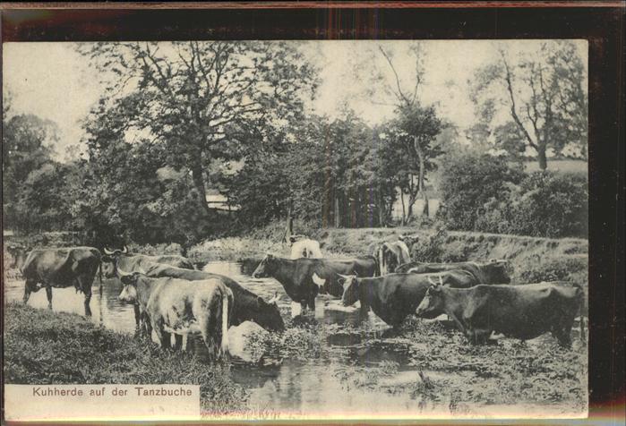 Friedrichroda Kuhherde Tanzbuche