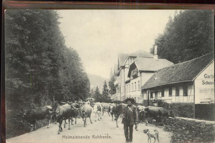 Friedrichroda Heimziehende Kuhherde