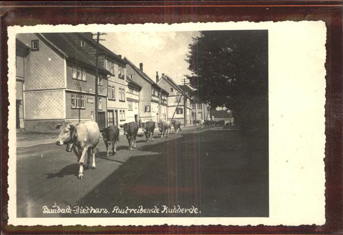 Tambach-Dietharz Austreibende Kuhherde