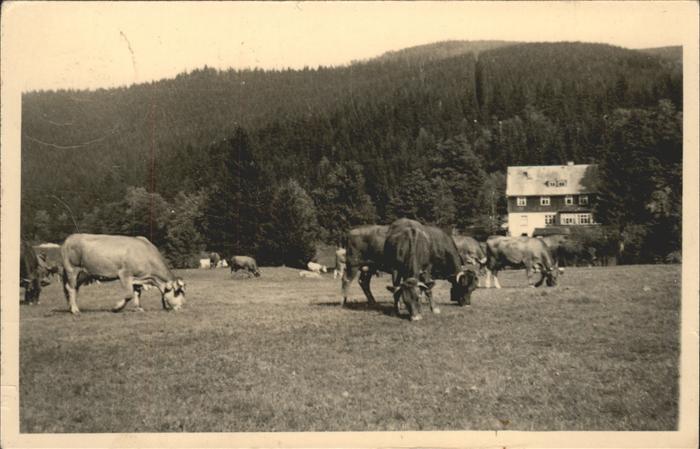Stuetzerbach Meyersgrund Kühe