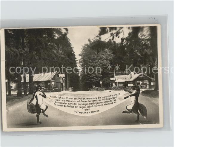 Feldberg Taunus Fuechse