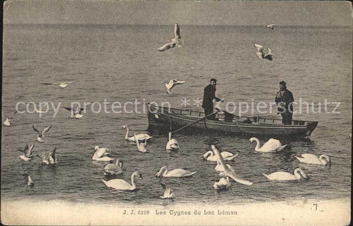 Boote Schwaene Les Cygnes du Lac Leman