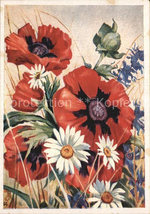 Blumen Margeriten Mohnblumen