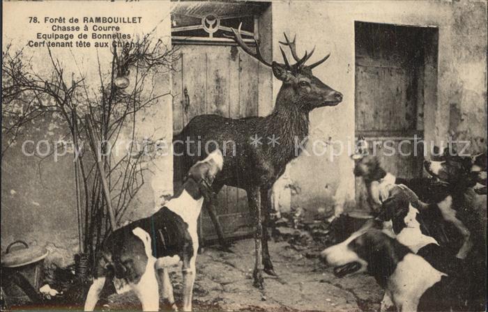 Hirsch Hunde Foret de Rambouillet Chasse a Cou