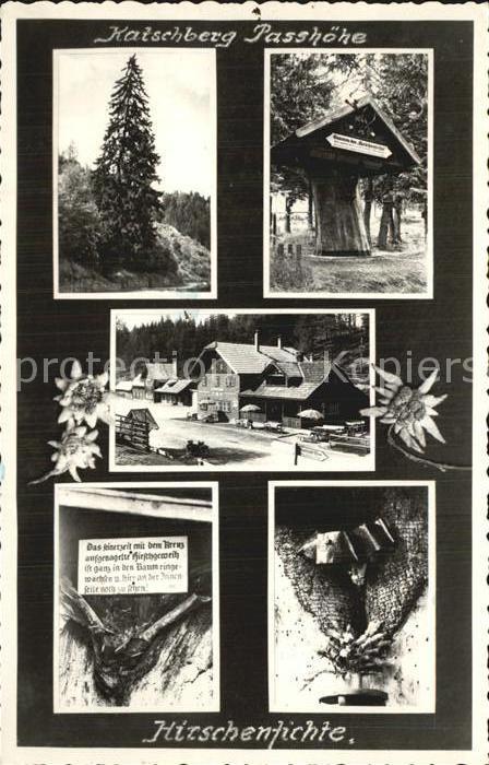 Katschberg Passhoehe Hirschenfichte