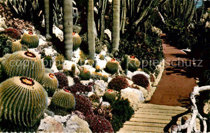 Kakteen Pont des Echinocactus grusonii Jardin E