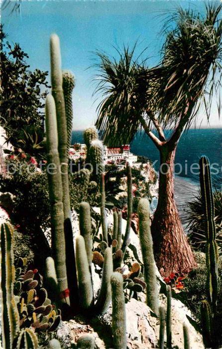 Kakteen Symphonie en blanc Nolina recurvata Jar