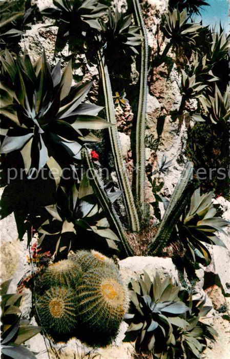 Kakteen Agaves attenuata Echinocactus grusonii