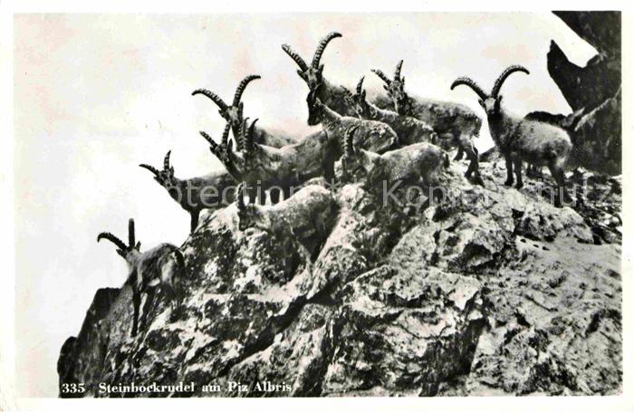 Steinbock Rudel Piz Albris