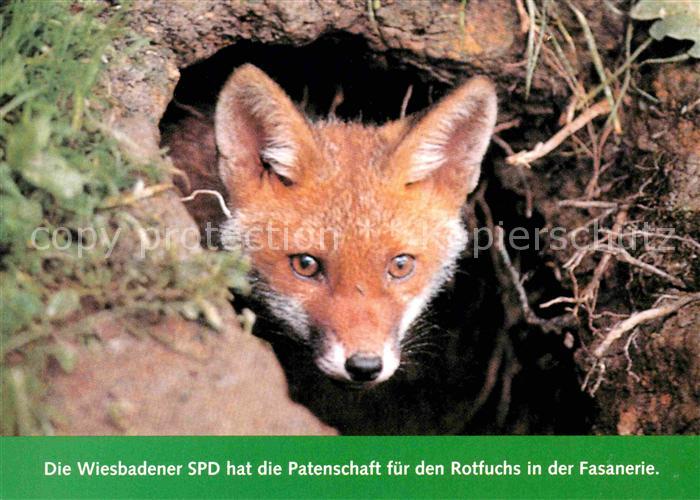 Fuchs Tiere SPD Wiesbaden Patenschaft Rotfuchs Fasanerie