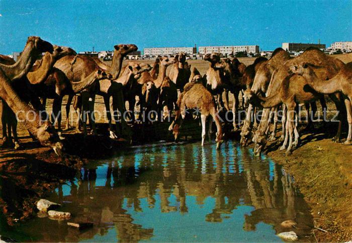 Kamel  Camel Chameau Beer Sheva Camels at Watering Place