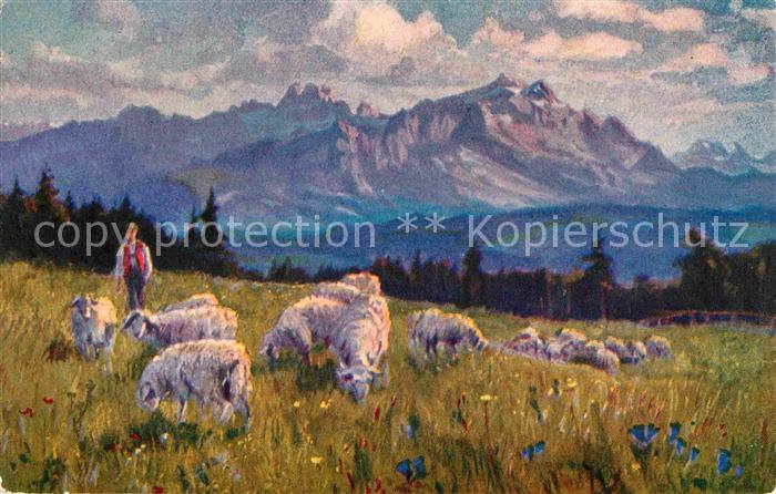 Kutscha Paolo Saentis Schafe