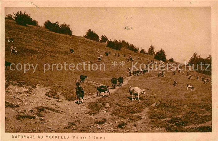 Kuehe Paturage au Moorfeld