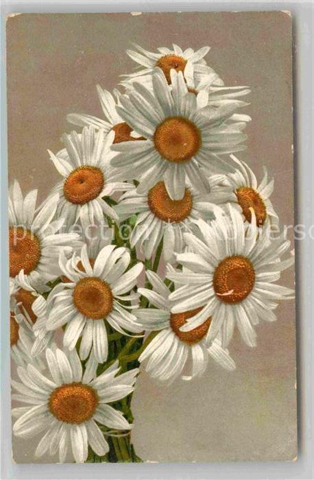 Kempten Allgaeu Margueritentage