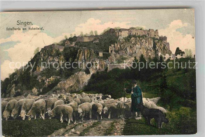 Singen Hohentwiel Schafherde
