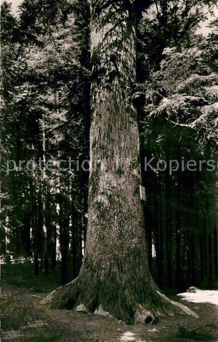 Baeume Trees Tanne Hölzlekönig Schwenningen Neckar