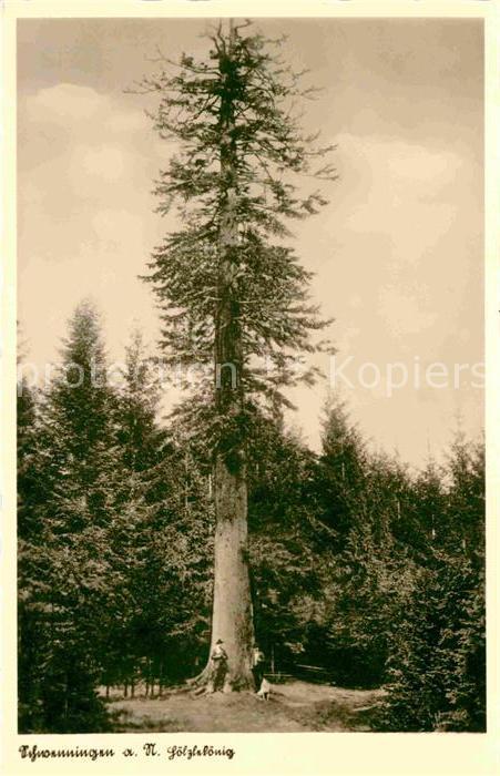 Baeume Trees Tanne Hölzlekönig Schwenningen Neckar