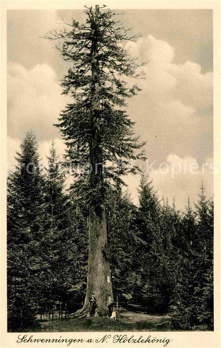 Baeume Trees Tanne Hölzlekönig Schwenningen Neckar