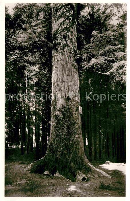 Baeume Trees Tanne Hölzlekönig Schwenningen Neckar