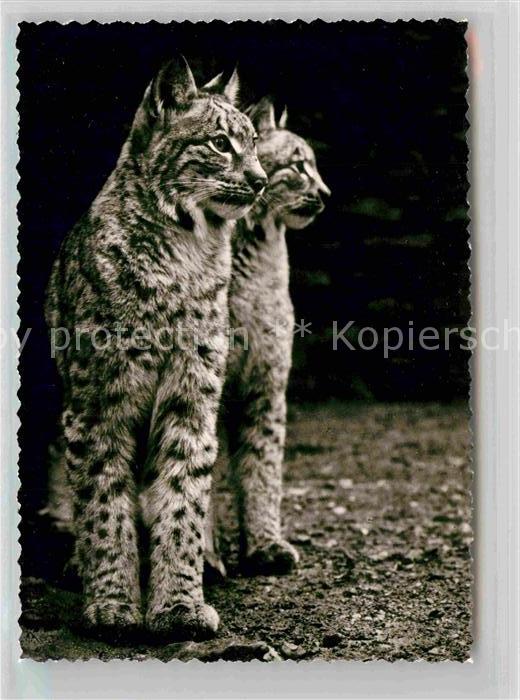 Tiere Luchse Wisentgehege Springe Deister