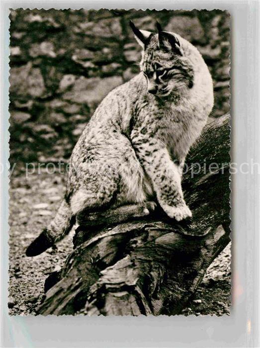 Tiere Luchs Wisentgehege Springe Deister