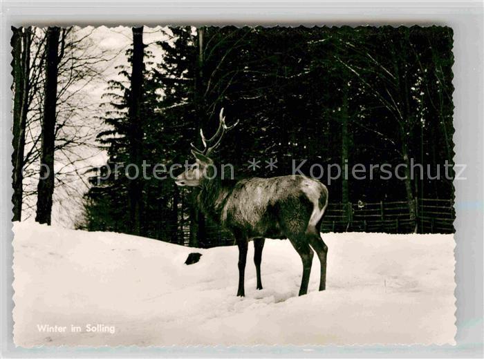 Hirsch Winter im Solling