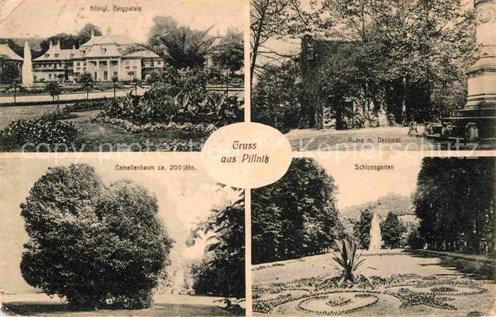 Pillnitz Kgl Bergpalais Ruine Denkmal Camelienbaum Schlossgarten