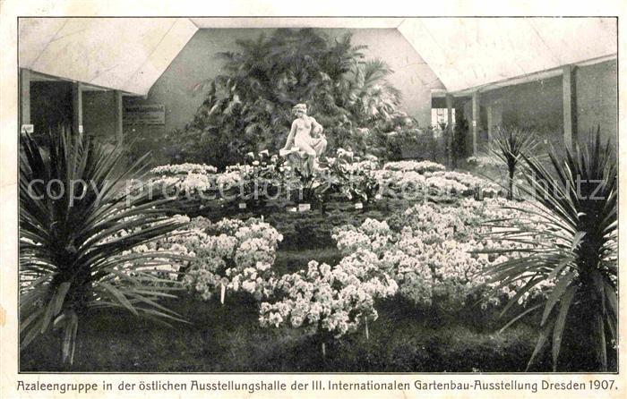 DRESDEN Elbe Azaleengruppe in der Ausstellungshalle Gartenbau Ausstellung 1907