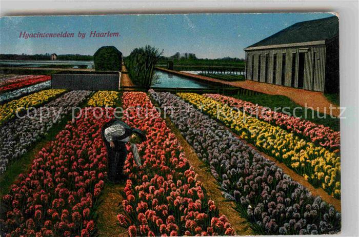Haarlem Blumenbluete