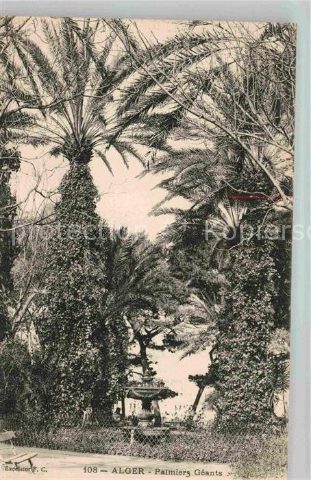 Alger Algerien Palmiers Geantes