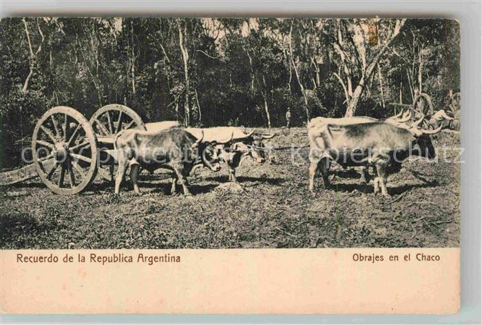 Argentinien Ochsengespann