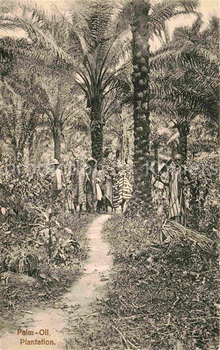 Ghana Palm Oil Plantation