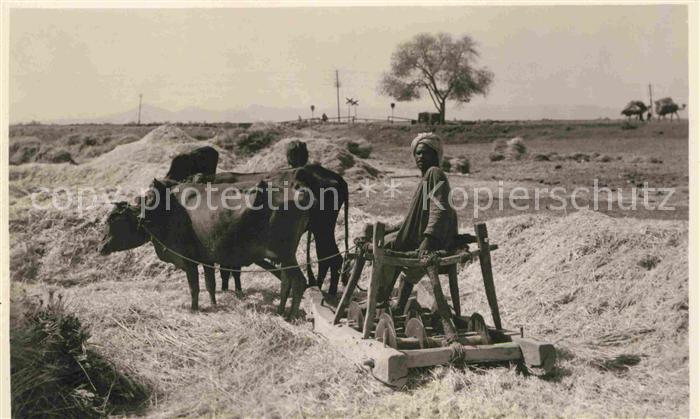 Luxor Louqsor Louksor Ochsengespann beim Dreschen