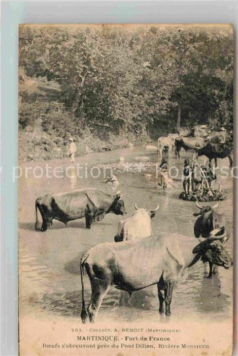 Martinique Boeufs s abreuvement pres du Pont Dillon Riviere Monsieur