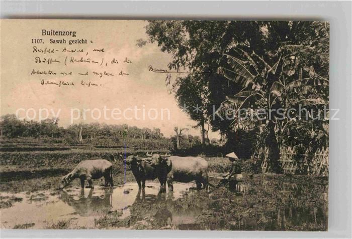 Buitenzorg Bogor Sawah gezicht