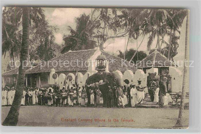 Ceylon Sri Lanka Elephant Carrying tribute to the Temple