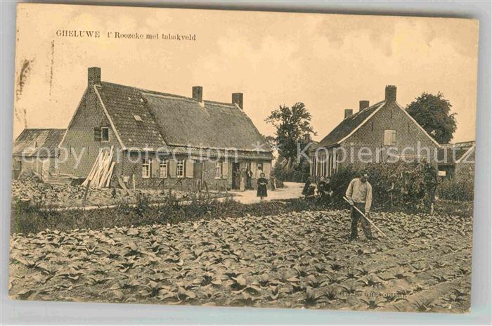 Gheluwe Roozeke met tabakveld