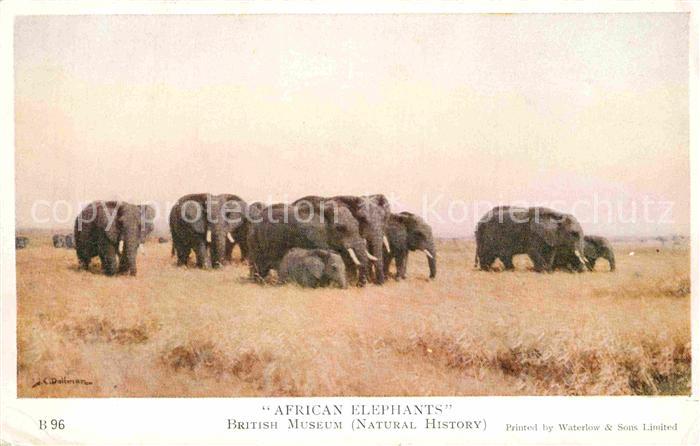 Elefant African Elephants