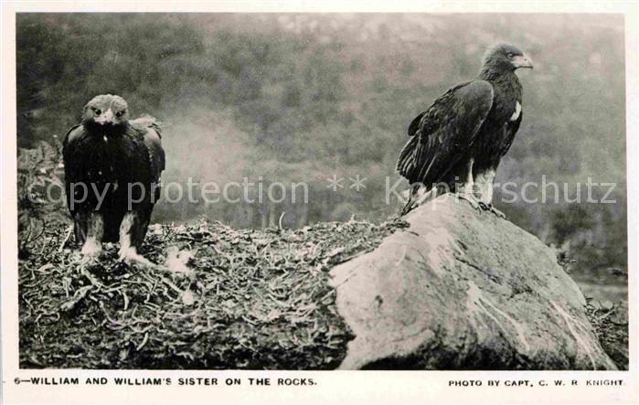 Adler Eagle Aigle Aguila William and Sister on the Rocks