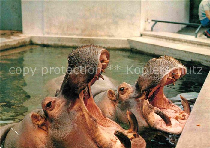Tiere Tierpark Wilhelma Stuttgart Nilpferde