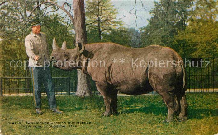 Nashorn Rhinoceros New York Zoological Park