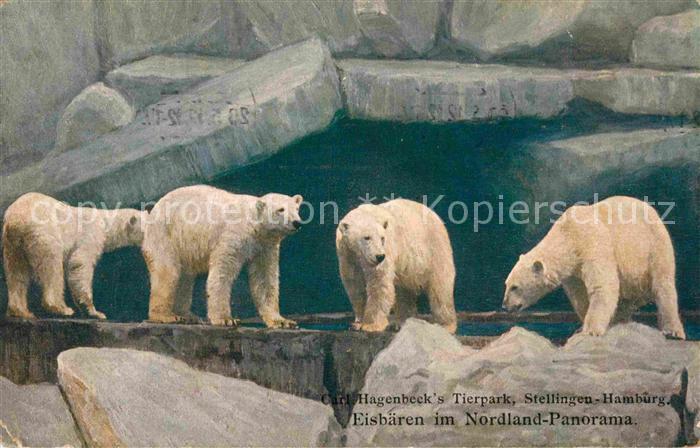 Hagenbeck Tierpark Stellingen-Hamburg Eisbären No