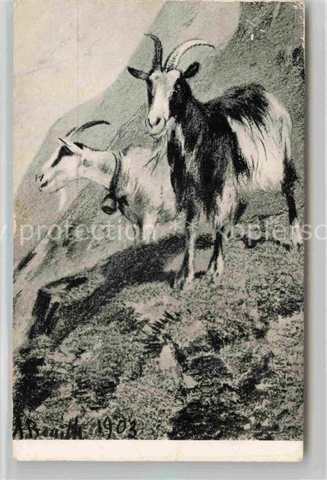 Kuenstlerkarte A. Braith Ziegen