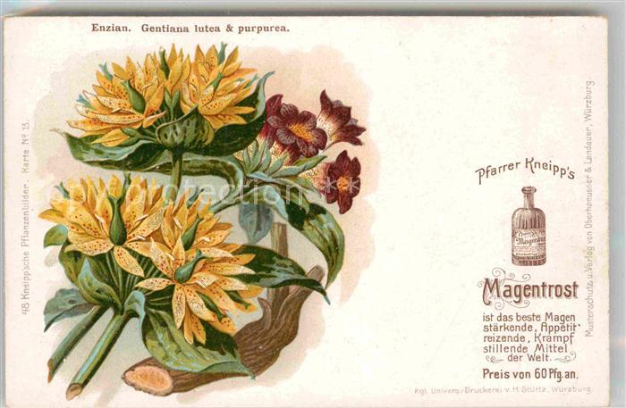 Medizin Pfarrer Kneipp's Magentrost Enzian Lith